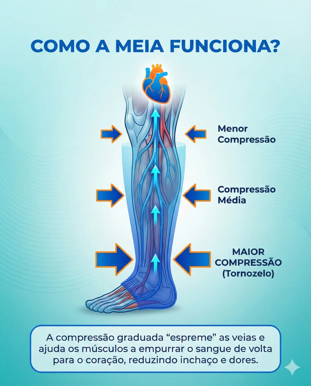 Mecanismo de ação da meia